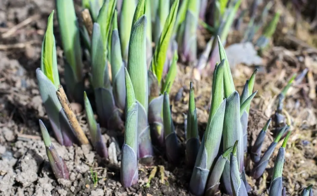 Hosta – wyjątkowa roślina ozdobna