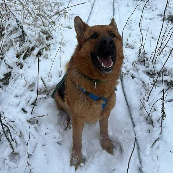 Mróz zagraża psom - Pruszkowskie stowarzyszenie apeluje o adopcje i dary
