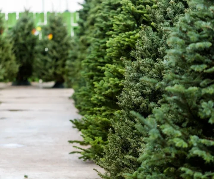 Gdzie oddać choinkę po świętach - harmonogram odbioru i PSZOK