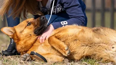 Jerry czeka na dom. Spokojny owczarek potrzebuje czułej opieki