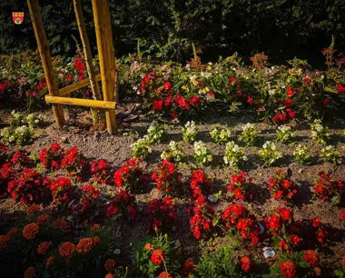 Pruszków podlewa zieleń niemal bez przerwy. Rabaty i młode drzewa dostają wsparcie
