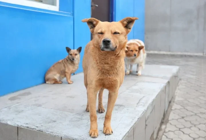 Organizacje zaproszone do konsultacji programu opieki nad zwierzętami